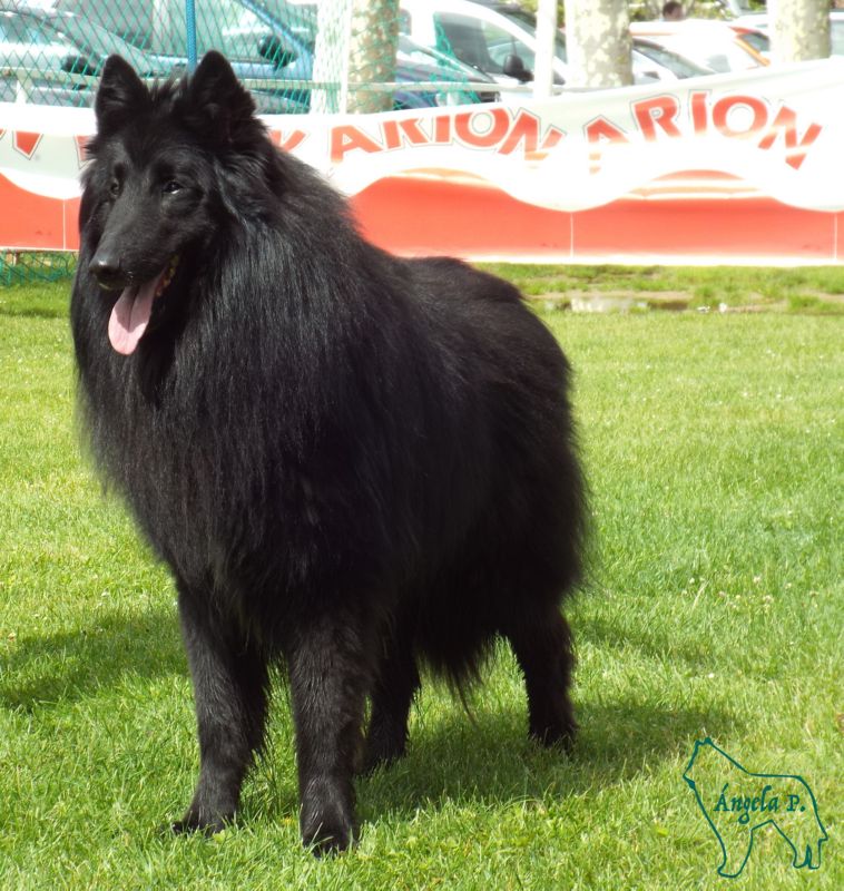 CHE.Orion De Belliamici EXC1 clase Campeones Machos 